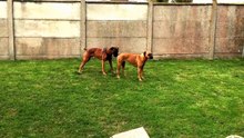 Saillie boxer