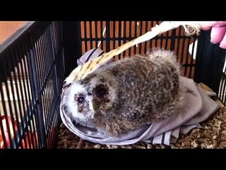 Cetrería Cárabo Tai (Strix aluco) FCMC30