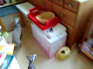 Genius cat rings bell for lunch