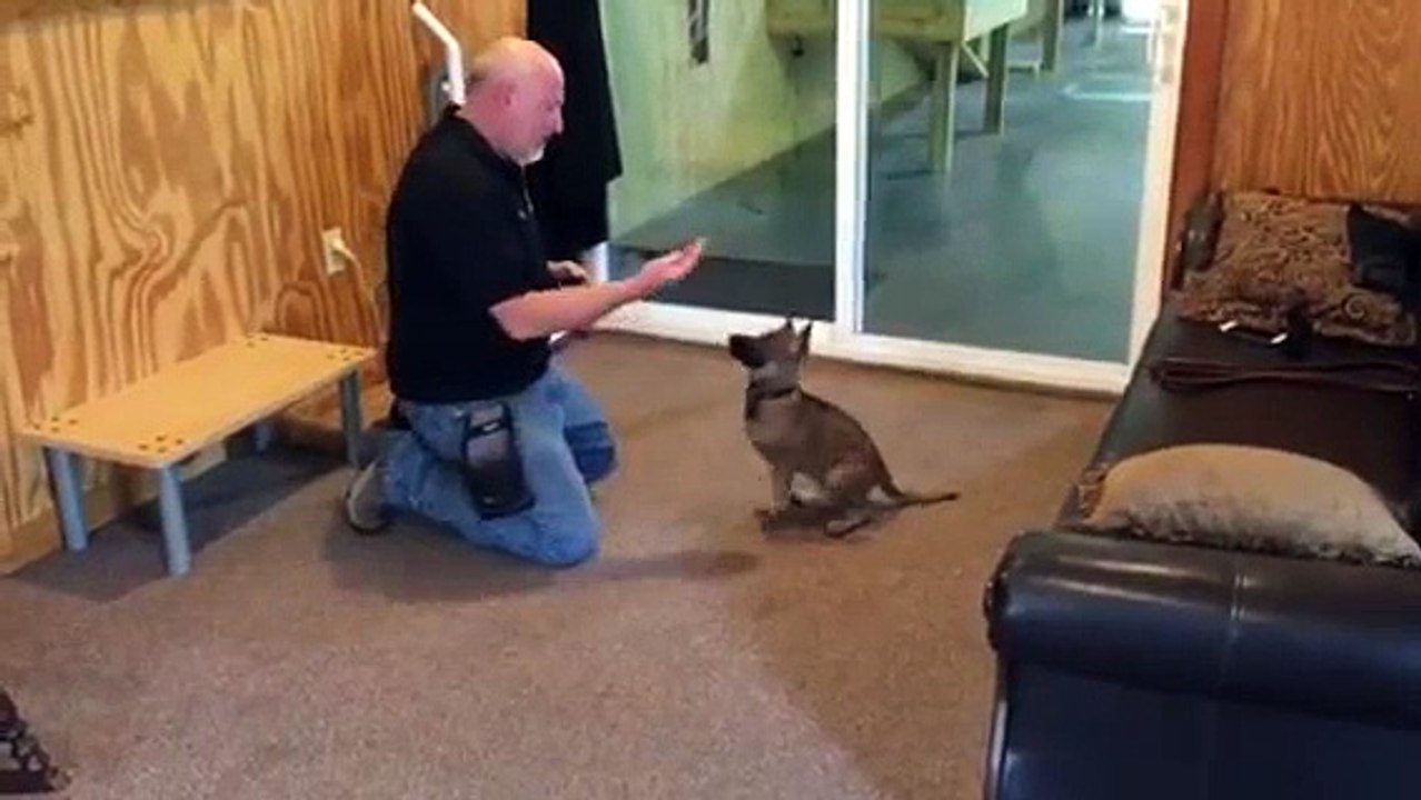 Sable German Shepherd "Norma Jean" 10 Weeks Puppy Obedience For Sale