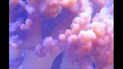 Corals of Eden's Leather Feather Coral (HUGE) - Live Coral -Frag - Soft Coral