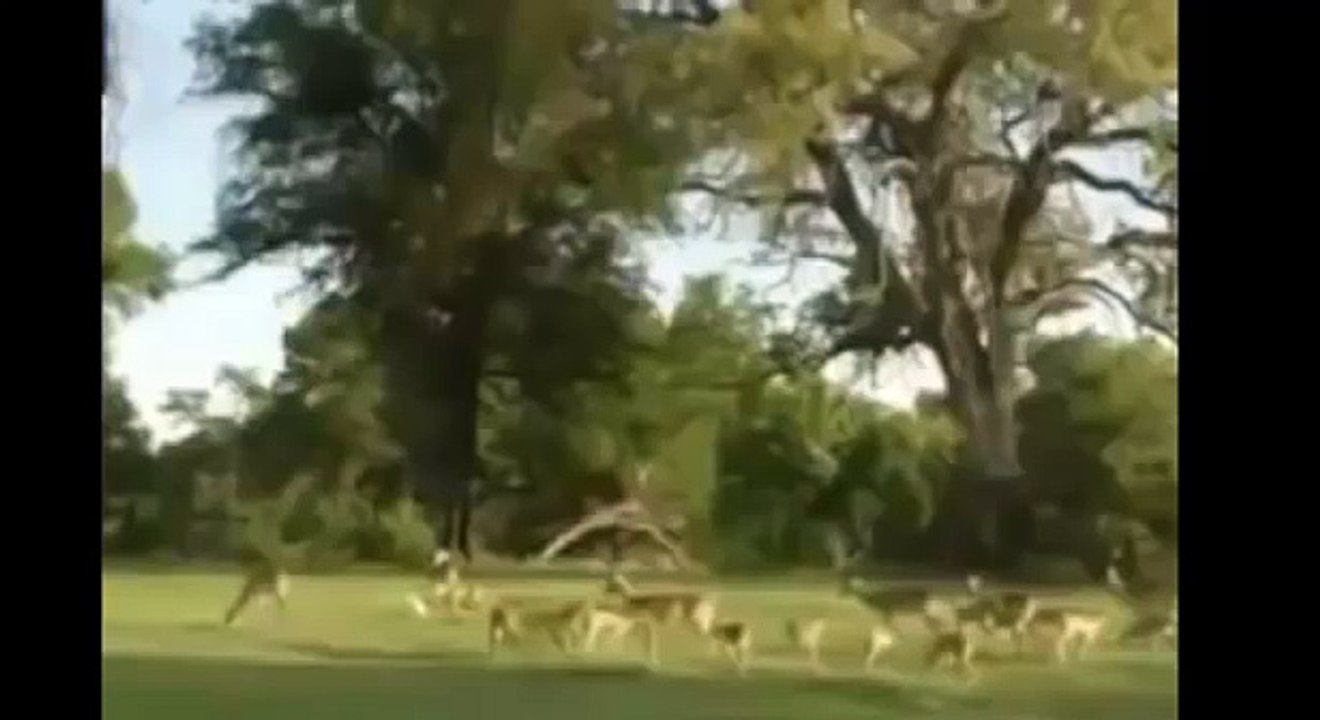 Python Kills Deer, Leopard Attack Deer | Animal Attack