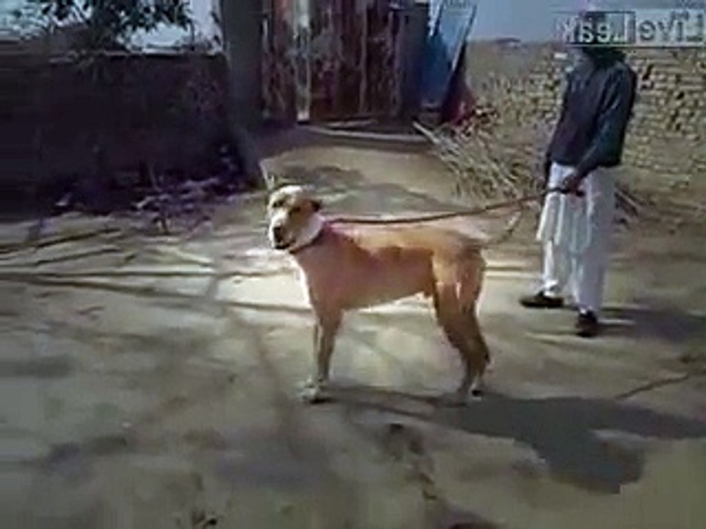 Pakistani bully hot sale dog fight