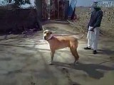 Pakistani Bully Kutta Dog (One of the Strongest Breed of Dogs in the World)