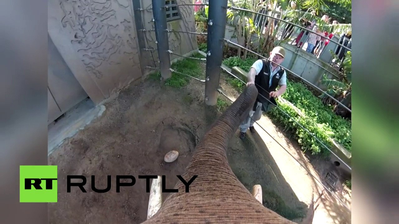 GoPro montre un éléphant australien jouant au rugby