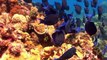 Saving our ecologically important coral reefs - Marine ecologist Paul Sikkel