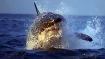 【衝撃映像】 ホホジロザメは可愛い 【カワイイ】