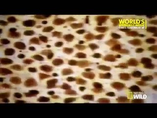 Animal Superpowers   Episode 3  Extreme Survivors - Nature Documentary