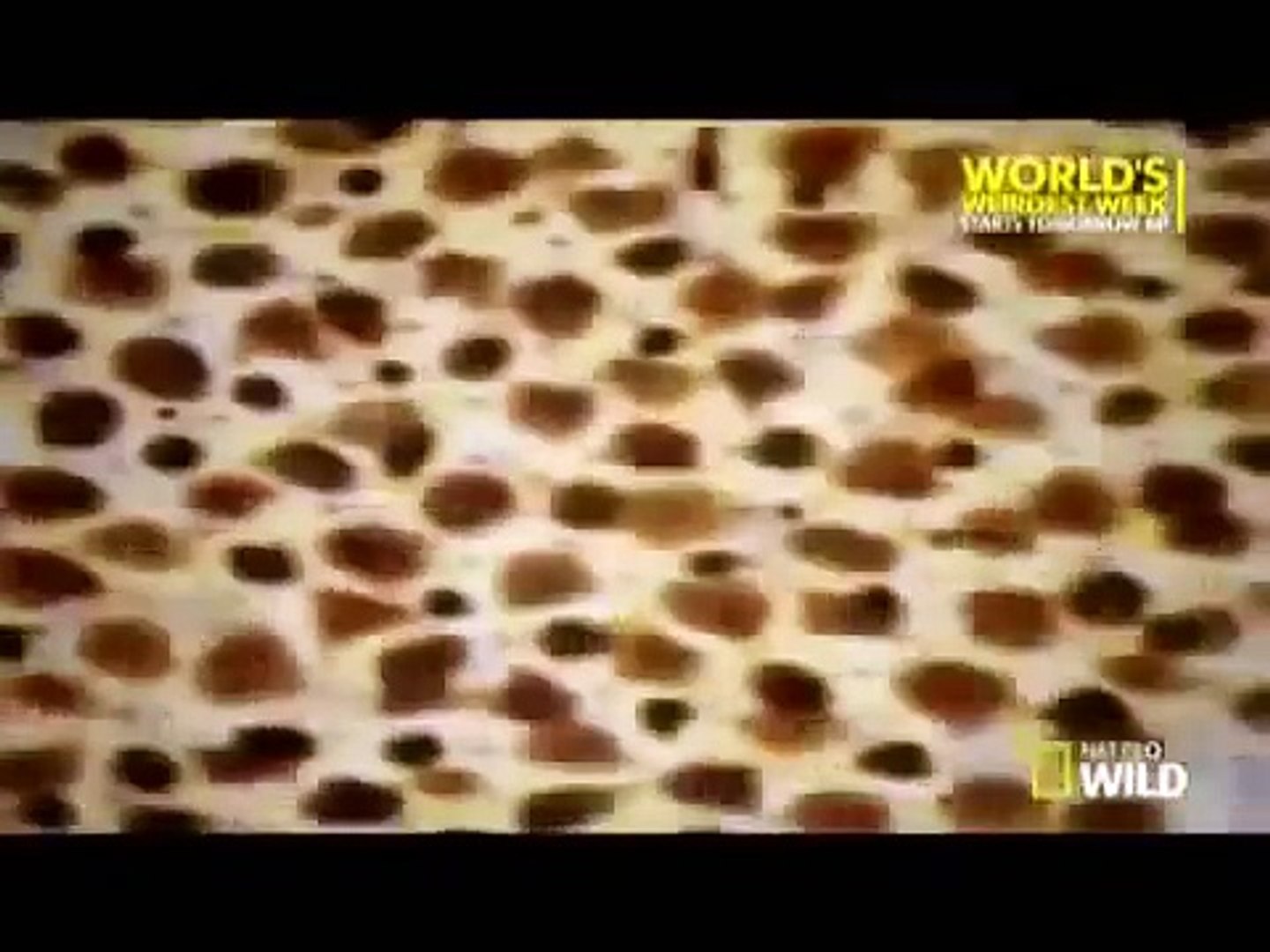 ⁣Animal Superpowers   Episode 3  Extreme Survivors - Nature Documentary