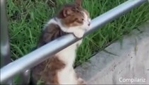 Funny Videos 2015 - Funny Cats - Funny Babies Laughing - Funny Animals Videos - Funny