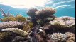 National Geographic Student Expeditions Australia -- Eye on the Reef