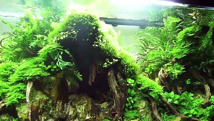 L'aquarium de Julien Voultoury IAPLC 2014 ADA Takashi Amano - Technique Aquascaping