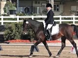 Adorable 15 h 12 Yr Welsh Cob Geld Training Level Dressage For Sale - Colorado $4,500