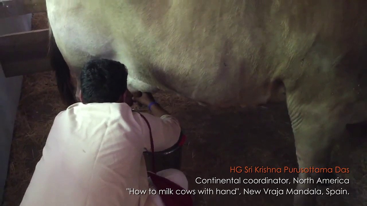 Milking Cows with Hand
