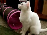 Cat making weird clicking noise