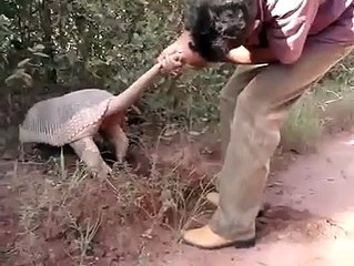 المدرع أرماديلو (Armadillo) .. تعرف على هذا الحيوان العجيب !!