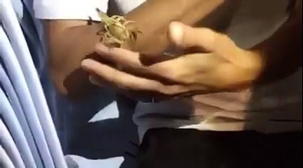 شنوة هذا :o : شاب تونسي من تطاوين يؤكل العقارب حية :o