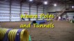 Dog Agility- Weave Poles and Tunnels (in HD)