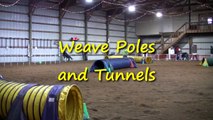 Dog Agility- Weave Poles and Tunnels (in HD)