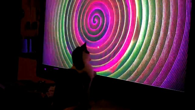 Kitten hypnotized by music visuals