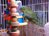 Lineolated Parakeet Babies playing with toys