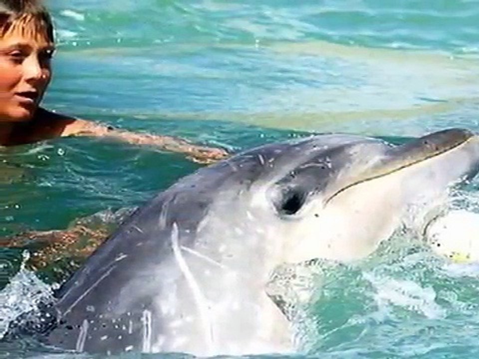 Moko the Friendly Dolphin #2