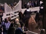 American Saddlebred Show Horses FOR SALE