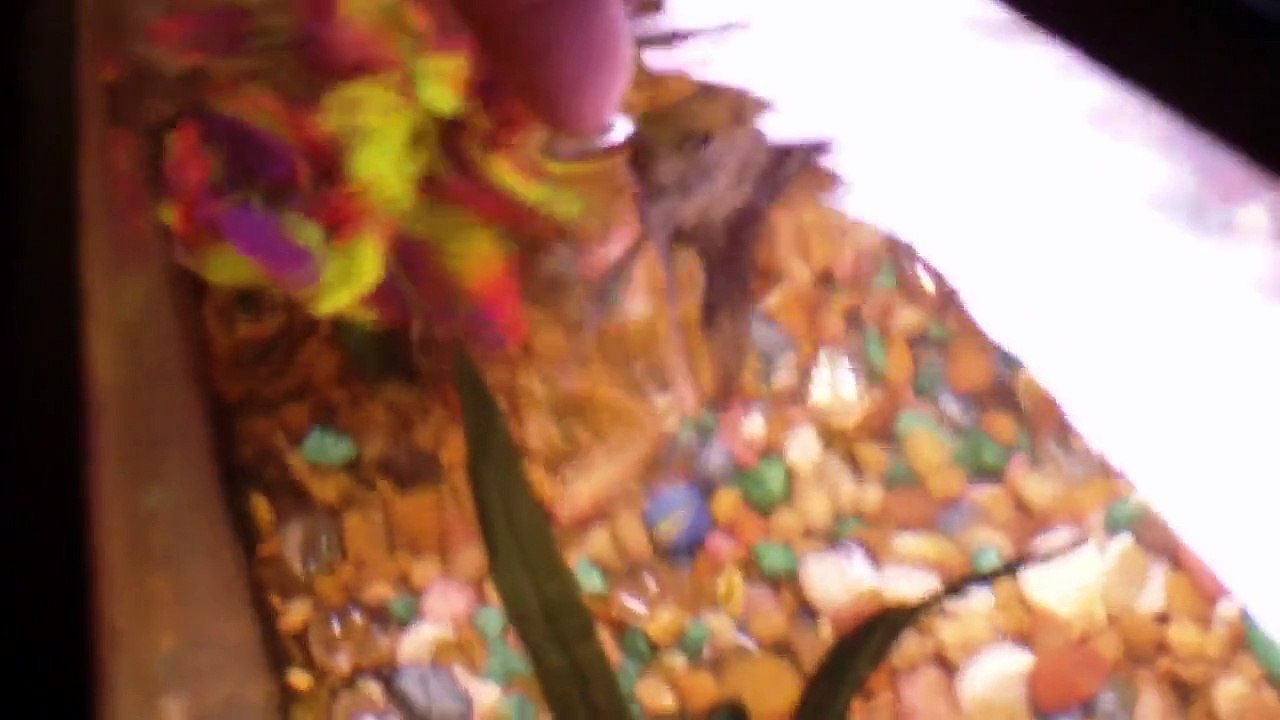 Fish have a NEW penguin Biowheel filter!!