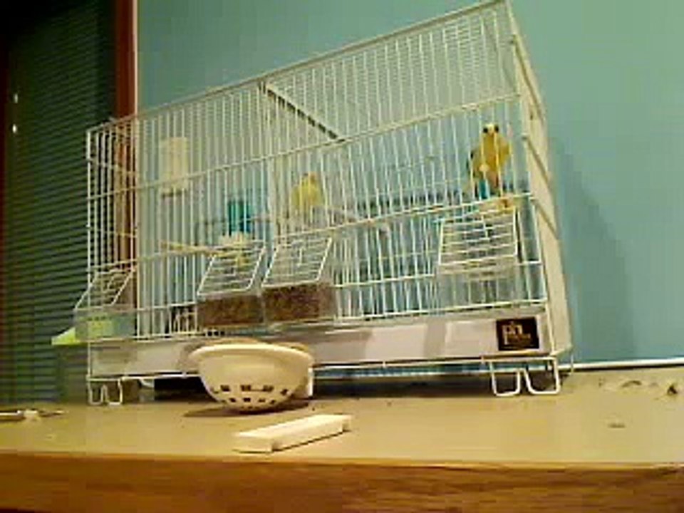 My male and female roller canaries fighting?