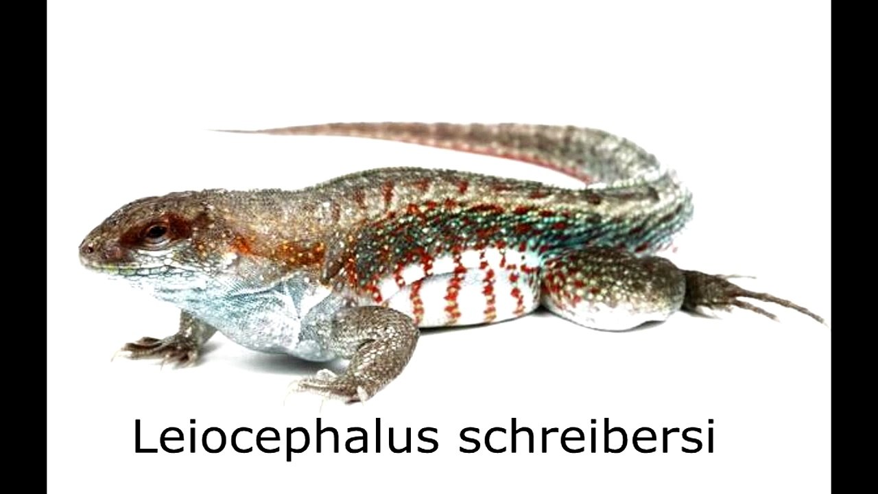 A la recherche d'un reptile ? Voici  5 lézards # Iguanidés