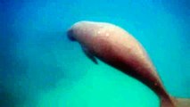Dugong: Shark Bay, Western Australia