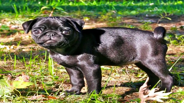 Pug Carlino Gracioso Compilation 2014 Pug Carlino Funny Videos Ultimate Compilation Animal