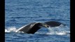 Humpback Whales and Their Songs: Maui 2011