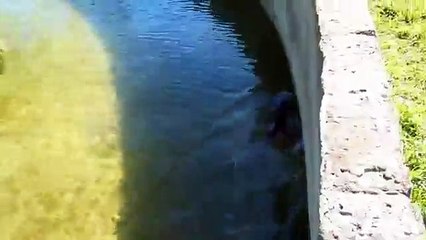 Lobitos de río en el Bioparque M'Bopicua (Uruguay)