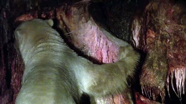 Grizzly Bears Vs. Polar Bears