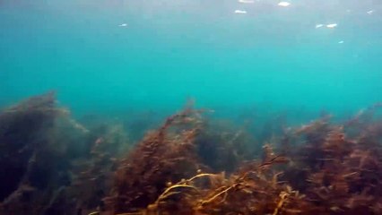 Diving with Orcas - Little Barrier, New Zealand