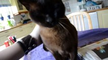 Burmese cat - talking and a lot of purring