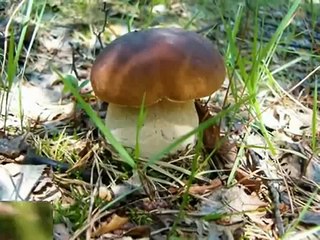 Учбовий фільм "Гриби"