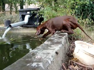 Lawenn chez les poissons