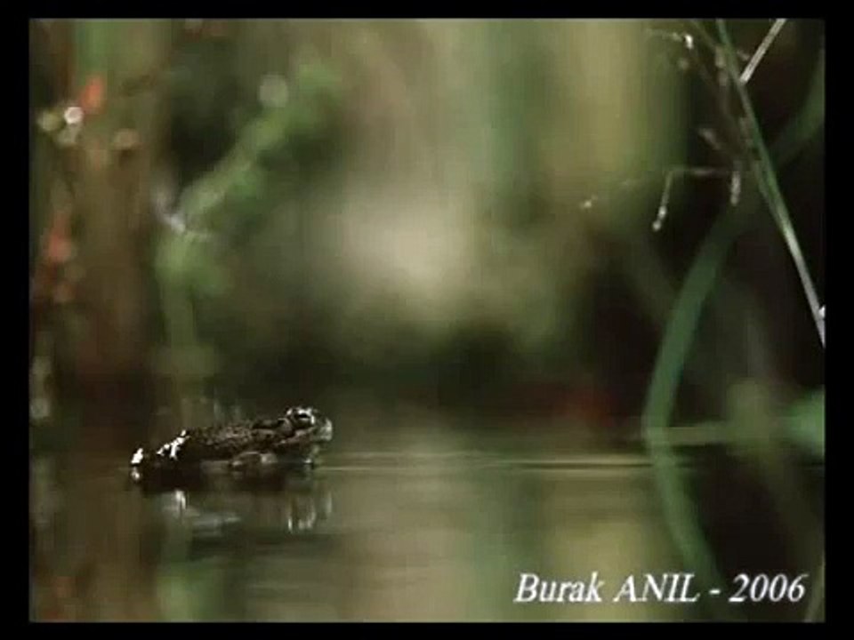 national geographic video