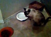 This is how MY cat drinks water!!!