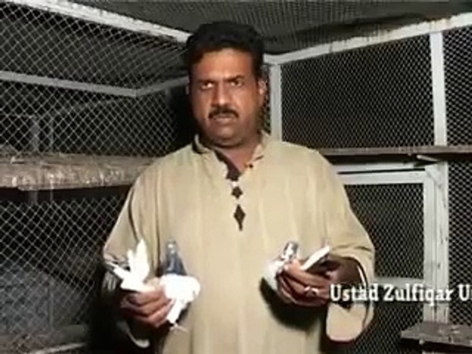 pakistani pigeon