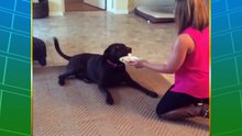 The funniest dogs.Crazy dogs.