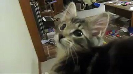 Trop mignon le chatton