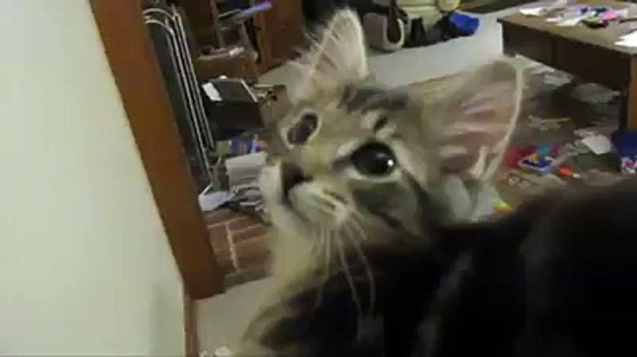 Trop mignon le chatton