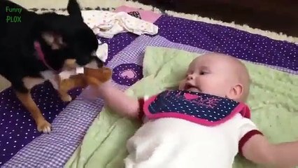Puppies and Babies Playing Together Compilation - Funny Videos - Funny Clip
