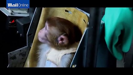 Russian scientists are training macaques so they can travel to MARS in 2017