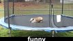 animals funny animal great funn and entetainment-