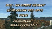 LES W-D.D. MICHOU NEWS - 29 OCTOBRE 2015 - PAU - UN ARBRE DEVANT LE PAVILLON DES ARTS POUR RÉUSSIR DE BELLES PHOTOS