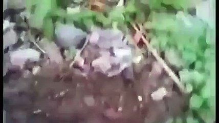 cat buried her kitten